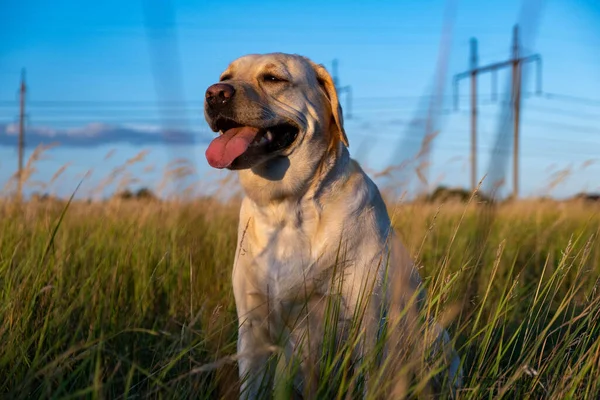 portrait of a white female labrador in the grass. Dog labrador fawn color in the grass between the ears against the background of the blue sky.