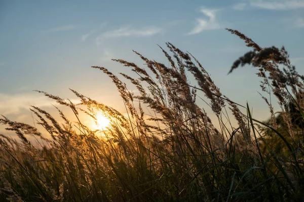 Sunset in the field. Ears of grass close-up. Dry grass close up. Spikelets against the blue sky. The rays of the sun pass through the ears.