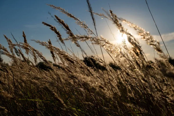 Sunset in the field. Ears of grass close-up. Dry grass close up. Spikelets against the blue sky. The rays of the sun pass through the ears.