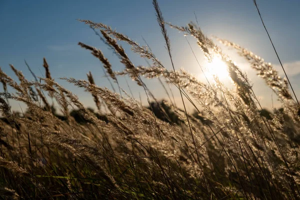 Sunset in the field. Ears of grass close-up. Dry grass close up. Spikelets against the blue sky. The rays of the sun pass through the ears.