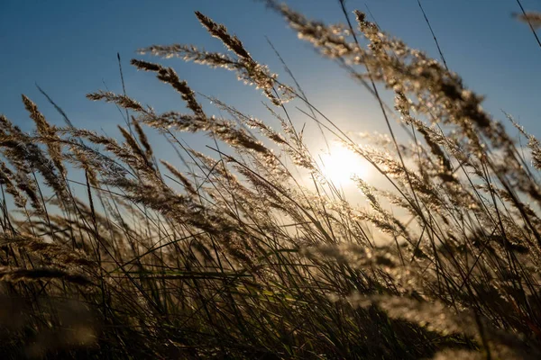 Sunset in the field. Ears of grass close-up. Dry grass close up. Spikelets against the blue sky. The rays of the sun pass through the ears.