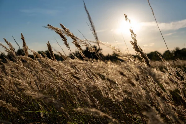 Sunset in the field. Ears of grass close-up. Dry grass close up. Spikelets against the blue sky. The rays of the sun pass through the ears.