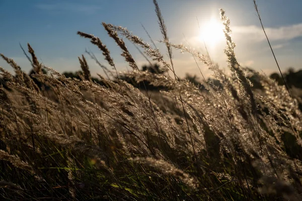 Sunset in the field. Ears of grass close-up. Dry grass close up. Spikelets against the blue sky. The rays of the sun pass through the ears.