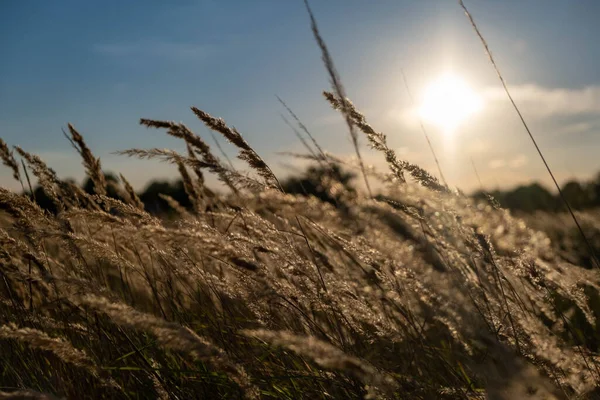 Sunset in the field. Ears of grass close-up. Dry grass close up. Spikelets against the blue sky. The rays of the sun pass through the ears.