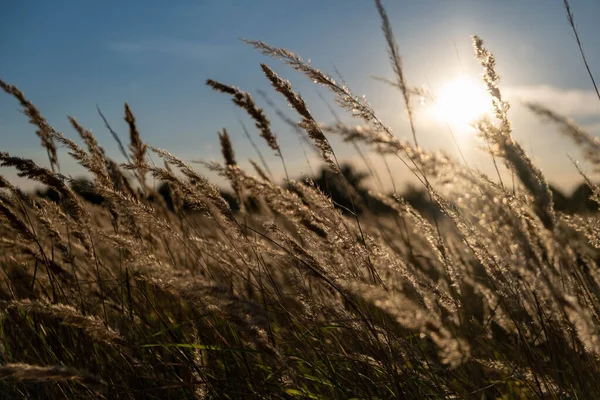 Sunset in the field. Ears of grass close-up. Dry grass close up. Spikelets against the blue sky. The rays of the sun pass through the ears.