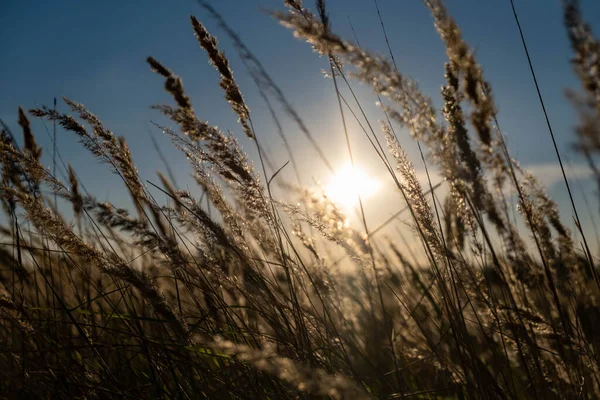 Sunset in the field. Ears of grass close-up. Dry grass close up. Spikelets against the blue sky. The rays of the sun pass through the ears.