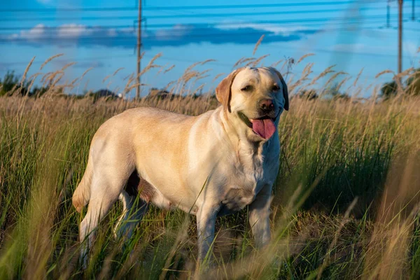portrait of a white female labrador in the grass. Dog labrador fawn color in the grass between the ears against the background of the blue sky.