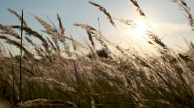 Sunset in the field. Ears of grass close-up. Dry grass close up. Spikelets against the blue sky. The rays of the sun pass through the ears.