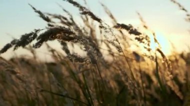 Sunset in the field. Ears of grass close-up. Dry grass close up. Spikelets against the blue sky. The rays of the sun pass through the ears.