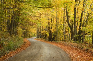 sonbahar renkleri mevsimlik yol