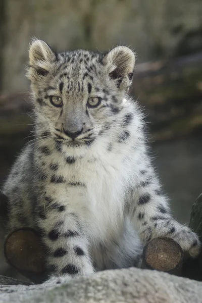 Snow leopard cub portret — Zdjęcie stockowe