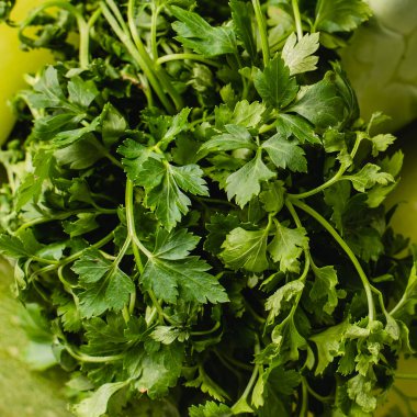 Maydanoz yeşili sebze, baharat sağlıklı taze organik yiyecekler.