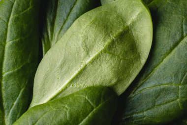 Makro kapağı ıspanak yeşili yaprağına tam çerçeve ile kapat