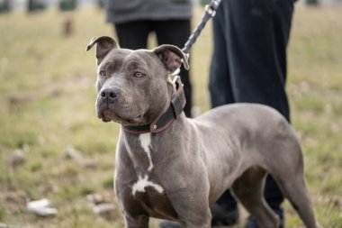 Gri Amerikan pitbull teriyerinin başına yaklaş. Güneşli bir günde tasmalı köpek. Yanında kimliği belirsiz bir adam duruyor.