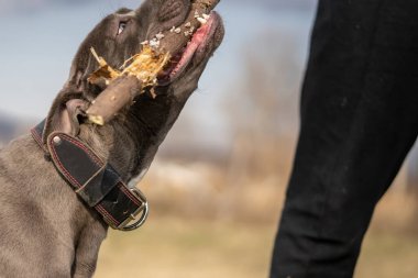 Gri Amerikan pitbull teriyerinin başına yaklaş ağaç dalını ısıran köpek.