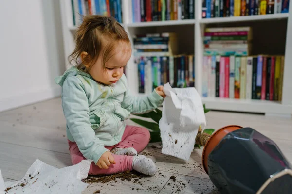 one caucasian baby girl making mess playing and mischief with bad behavior ripping paper towel and flower pot crushed on the floor naughty kid at home childhood and growing up misbehavior concept
