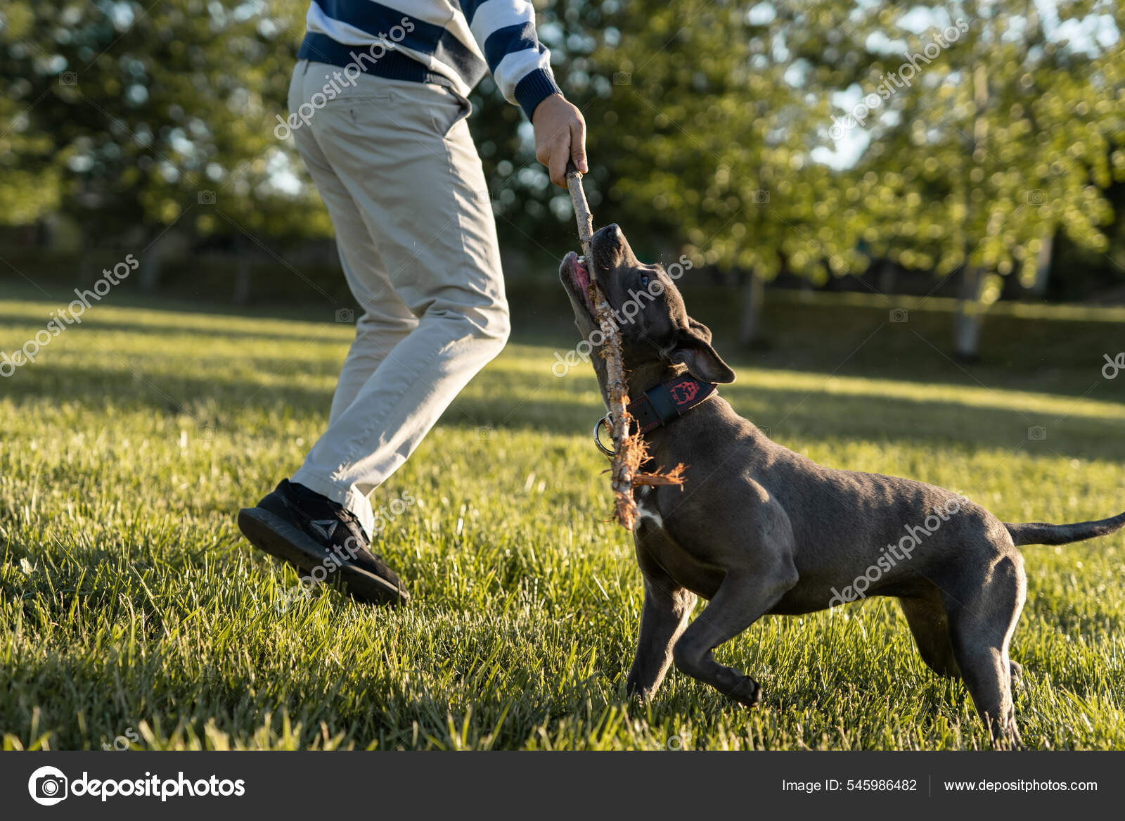 Apbt American Pitbull Terrier Dog Play Biting Wooden Stick Field - Main Image