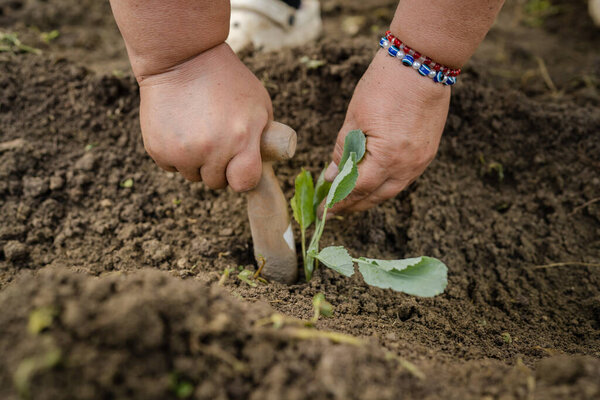 крупным планом на руках неизвестной кавказской женщины-фермера сажающей капусту на сельскохозяйственном поле в летний день на ферме концепция производства органических продуктов питания копировальная площадка