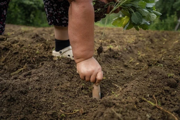 Närbild Händerna Okända Kaukasiska Kvinna Kvinnlig Jordbrukare Plantera Kål Jordbruksområdet — Stockfoto