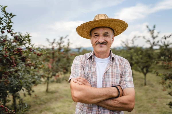 One man front view portrait of senior male farmer standing in the cherry orchard in summer day confident pensioner looking to the camera on his plantation wearing straw hat copy space