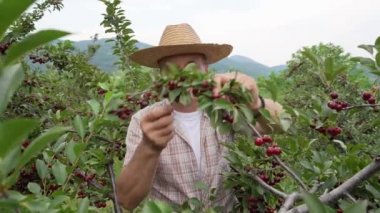 Kiraz bahçesinde kıdemli bir beyaz erkek çiftçi yazın olgun organik meyveler topluyor. Hasır şapka takıyor. Gerçek insanlar otantik tarım sürecinde yer kopyalıyor.