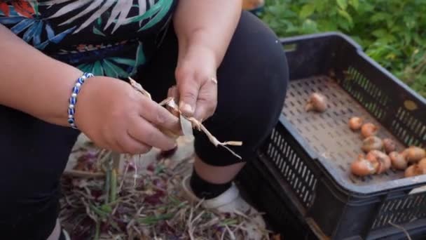 Unknown Woman Female Farmer Hold Onion Hands While Sitting Outdoor — Stock videók