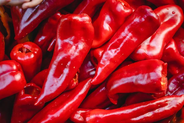 Fresh Organic Red Paprika Ripe Pepper Harvested Full Frame Top — Fotografia de Stock