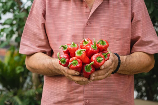 Close Hands Unknown Caucasian Man Farmer Holding Heap Stack Bunch — Fotografia de Stock