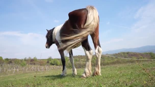 Один Кінь Полі Сонячний Літній День Пов Язаний Природі Ніхто — стокове відео