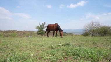 Güneşli bir günde tarlada tek başına otlayan bir at. 