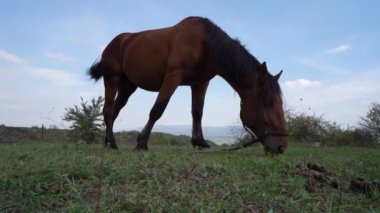 Güneşli bir günde tarlada tek başına otlayan bir at. 