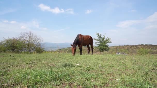 Один Кінь Полі Сонячний День Пов Язаний Природі Пасовища Тільки — стокове відео