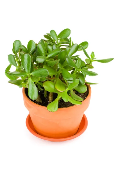 Groene jade plant op witte achtergrond. — Stockfoto