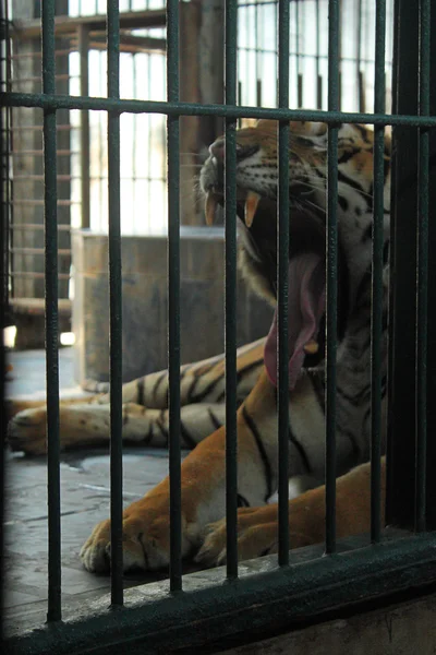 Ziewanie Tygrys w klatce — Zdjęcie stockowe