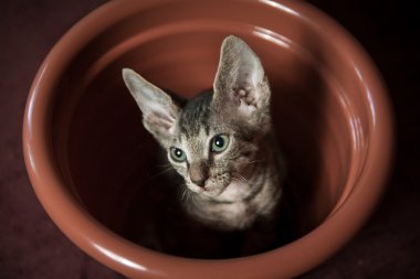 soyu sphynx kedi