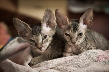 soyu sphynx cats