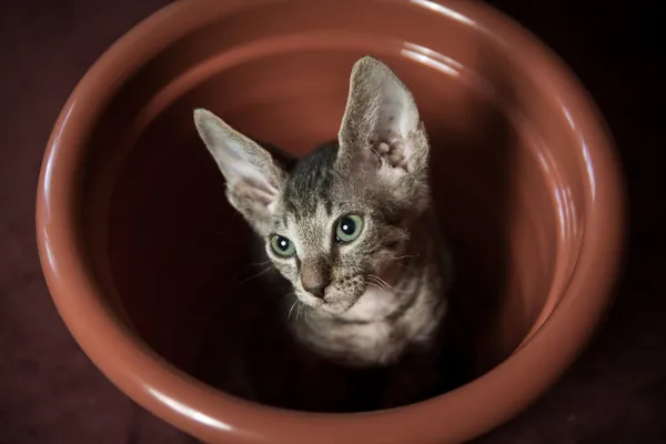 Soyu sphynx kedi — Stok fotoğraf