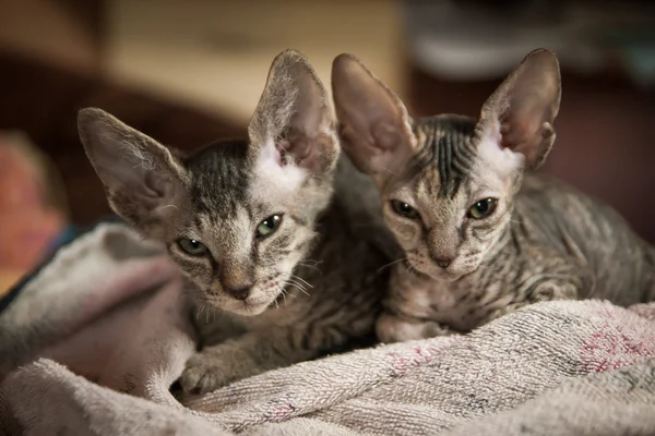 Rassegeflügelkatzen — Stockfoto