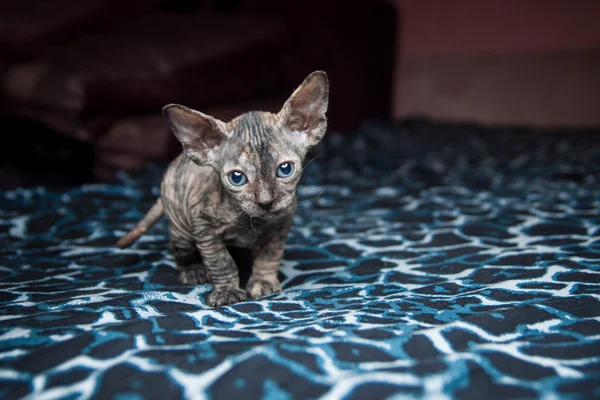 青色の背景にスフィンクスの子猫 — ストック写真