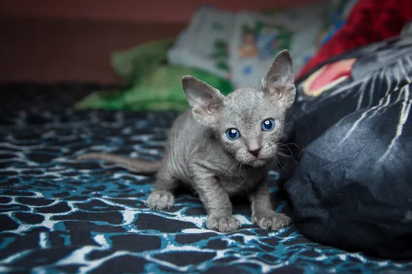Голубой сфинкс котенок на темно-синем фоне — стоковое фото