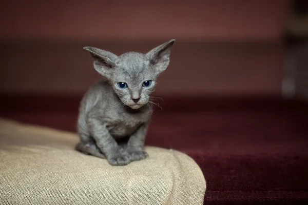 Sphynx niebieski kotek na czerwonym tle — Zdjęcie stockowe