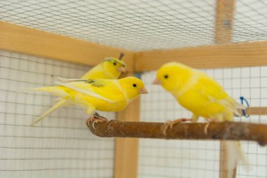 Kanarya kuşları evdeki bir kafeste dururlar. Hayvan ve hayvan konsepti. Yaklaş, seçici odaklanma