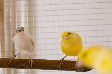 Komik beyaz ve sarı kanarya bir kafeste tünekte duruyor ve çalıyor. Hayvan ve hayvan konsepti. Kapat, seçici odaklan ve boşluğu kopyala