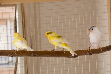 Üç kanarya kuşu evdeki bir kafeste bir dala çıkıp oynuyorlar. Hayvan ve hayvan konsepti. Kapat, seçici odaklan ve boşluğu kopyala