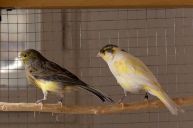 Bülbüllerin iki dişi kanaryası evdeki bir kafeste dururlar. Hayvan ve hayvan konsepti. Kapat, seçici odaklan ve boşluğu kopyala
