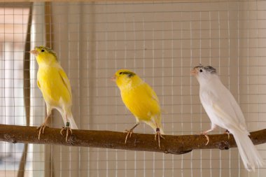 Evdeki bir kafeste üç kanarya kuşu duruyor. Hayvan ve hayvan konsepti. Kapat, seçici odaklan ve boşluğu kopyala