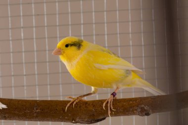 Koyu desenli sarı kanarya evdeki bir kafeste duruyor. Hayvan ve hayvan konsepti. Kapat, seçici odaklan ve boşluğu kopyala