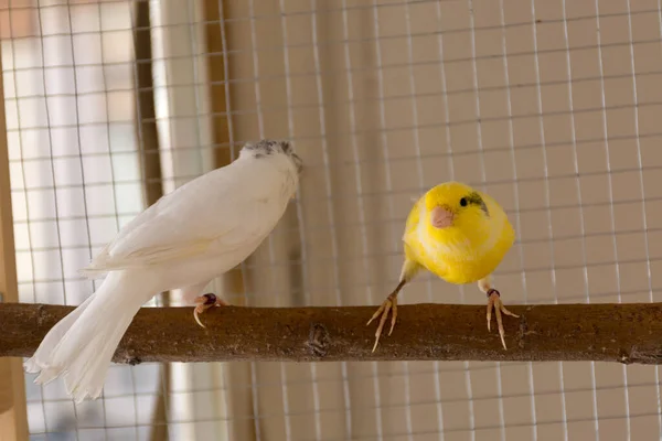 Leuke Kanaries Vogels Staan Takken Een Kooi Thuis Spelen Huisdier — Stockfoto