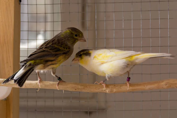 Cute female canaries of the Slavujar breed stand on perch in a cage at home. Pet and animal concept. Close up, selective focus and copy space