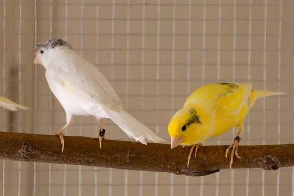 Söt Gul Med Svart Mönsterkanariefågel Står Abborre Bur Och Leker — Stockfoto